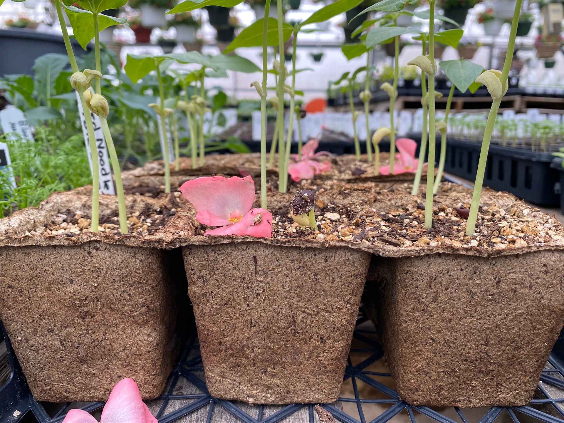 plants in cowpots tray