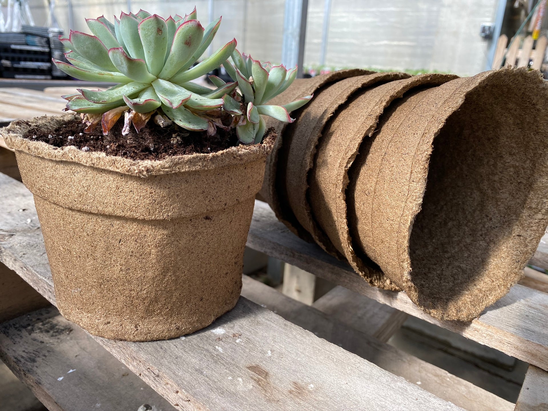 Round CowPots