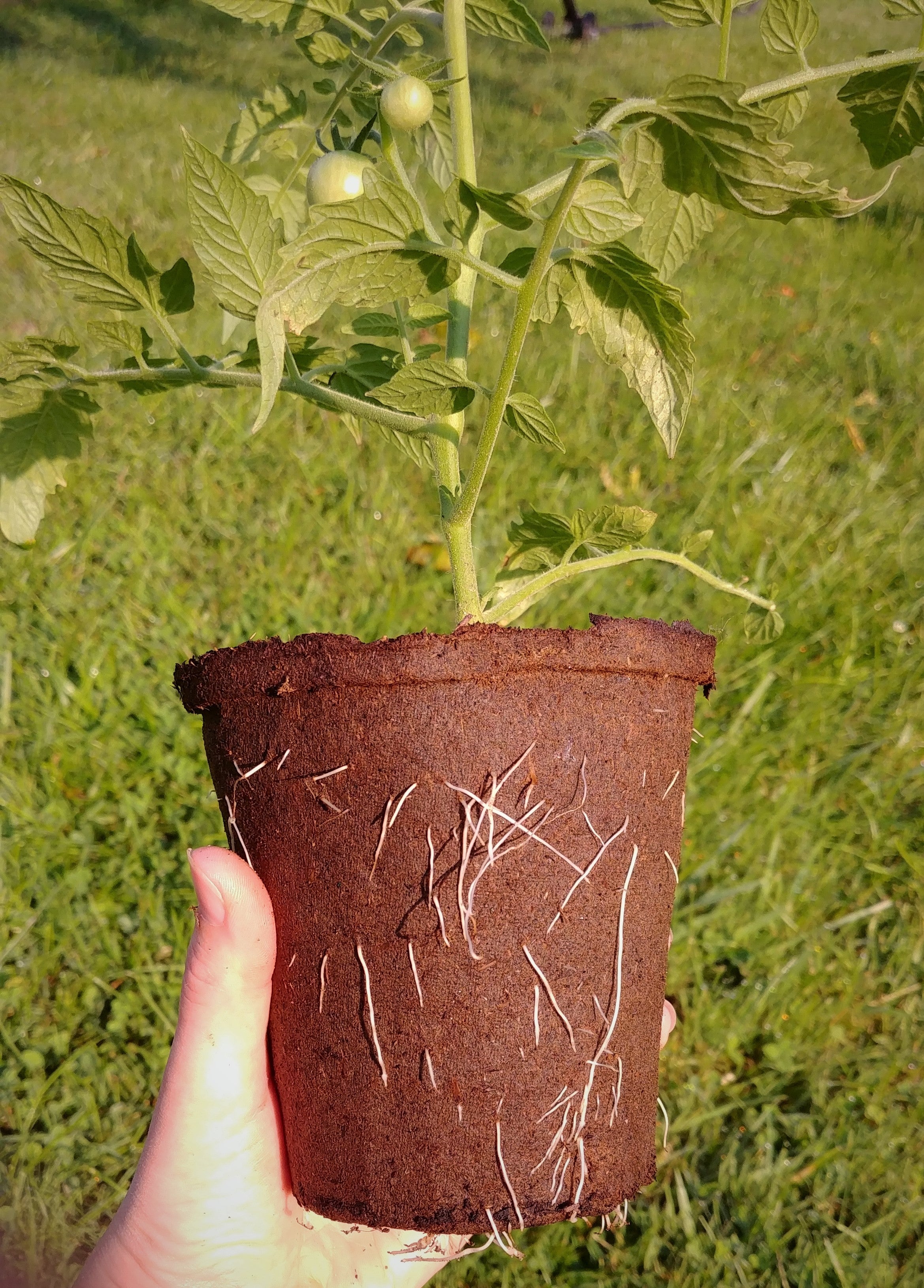 #4 Round Tall CowPots