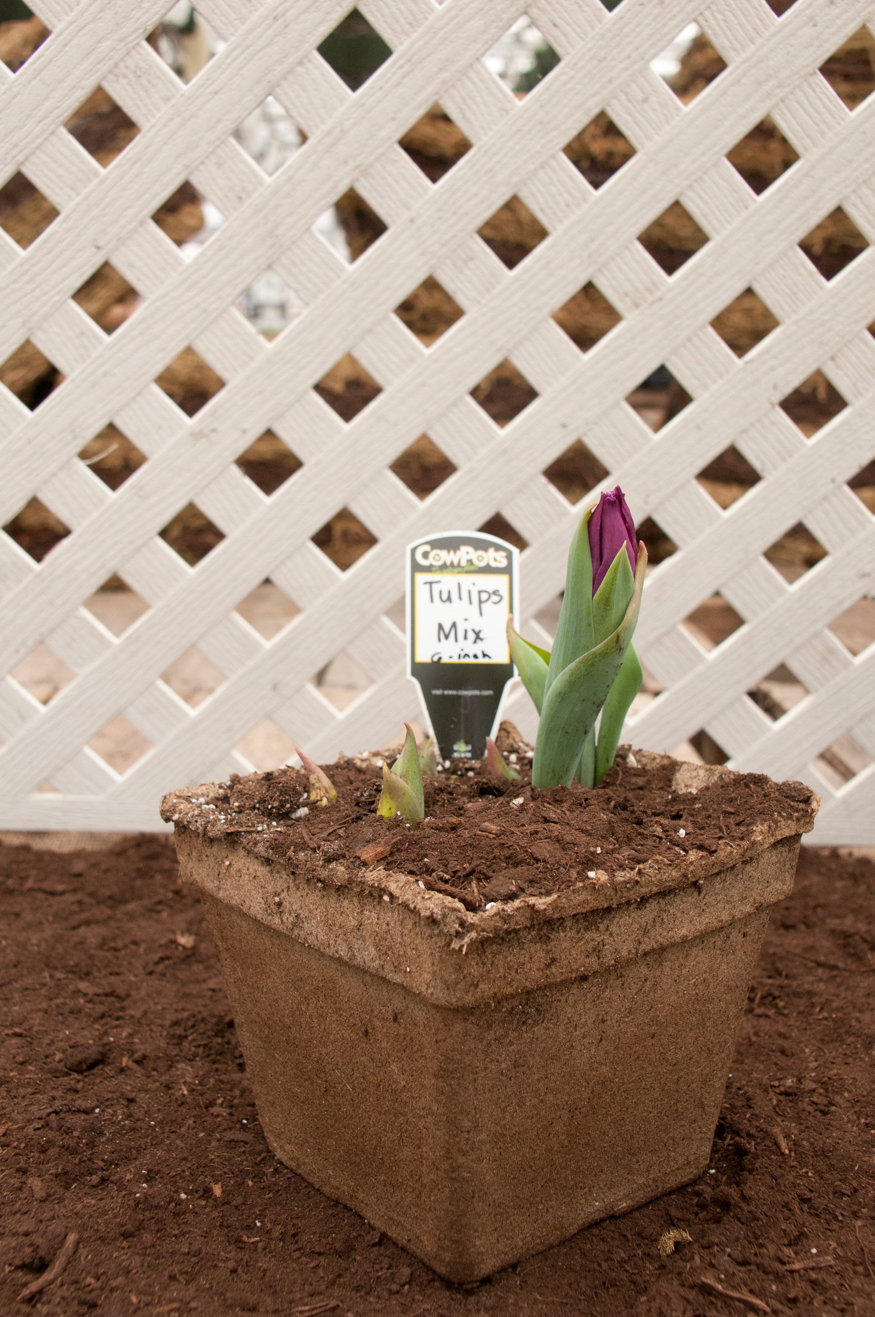 plant pot tags CowPots Plant Tags – Freund's Farm Market & Bakery