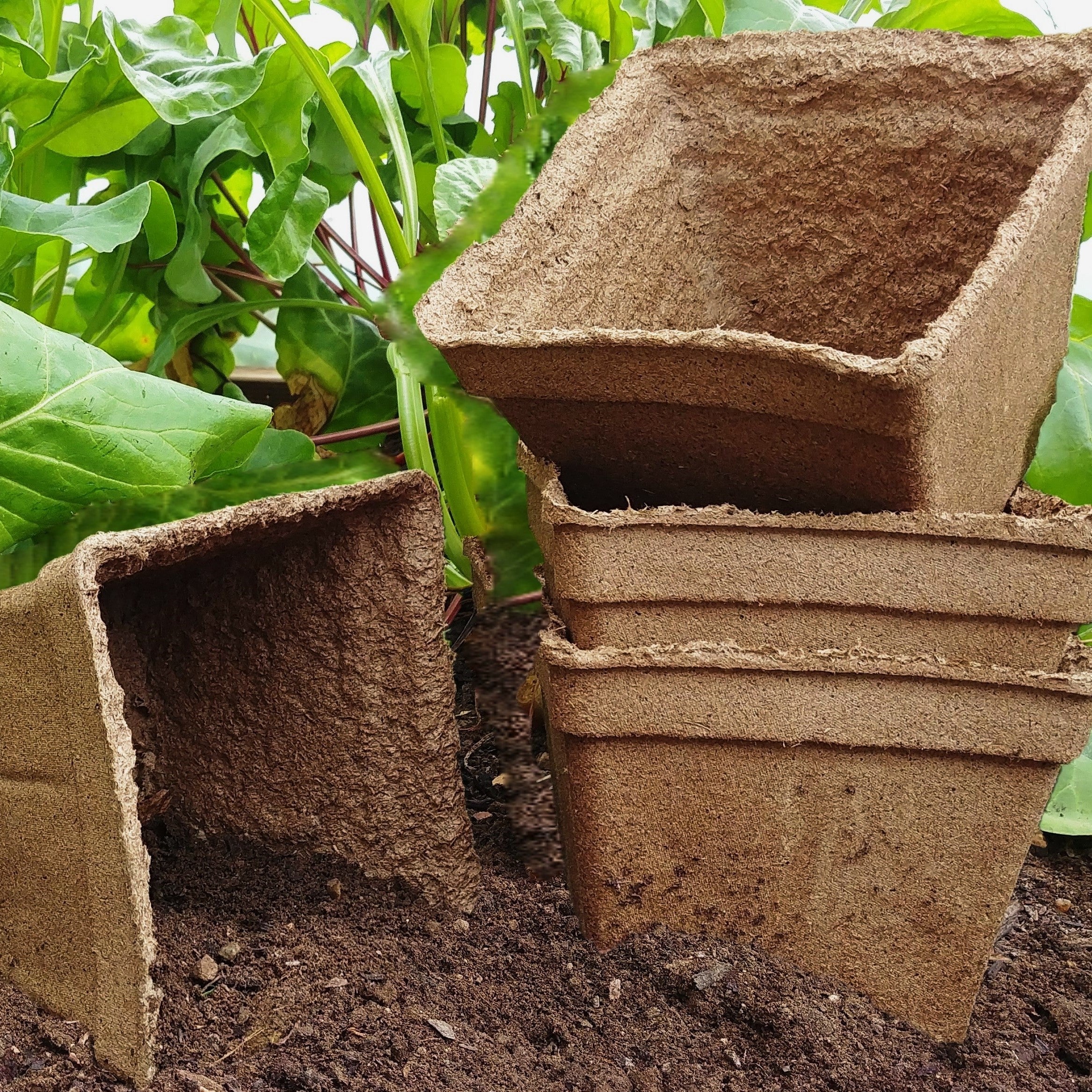 cow dung plant pots 6 Square CowPots – Freund's Farm Market & Bakery