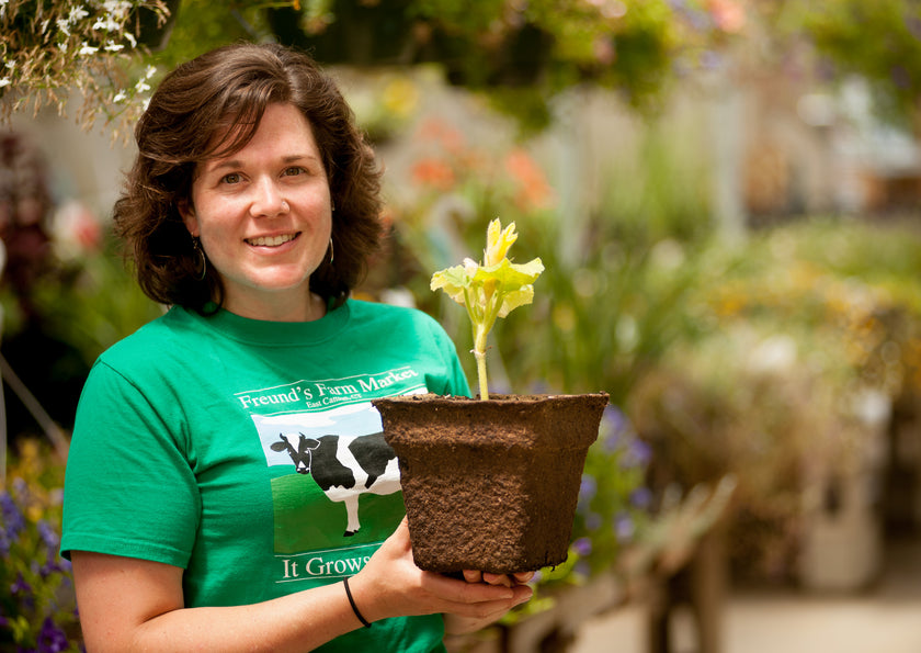 #7 Square CowPots (24 pots)