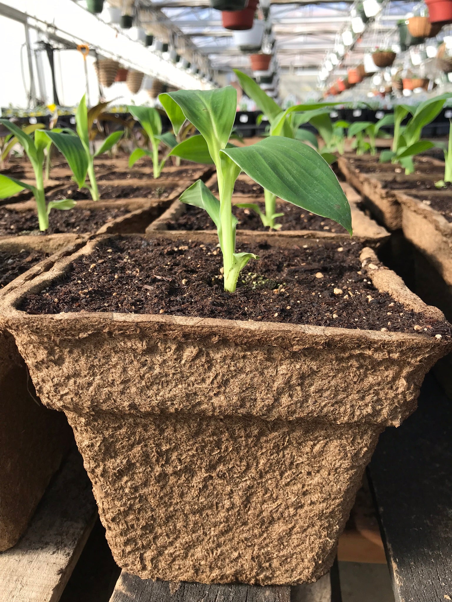 #7 Square CowPots (24 pots)