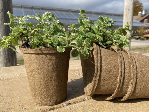 #4 Round Tall CowPots